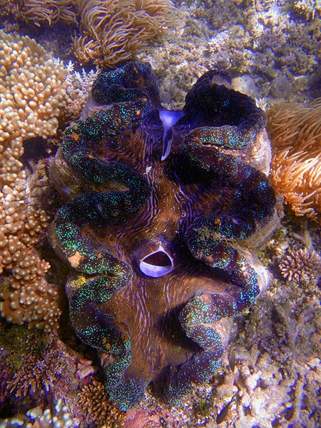Colourful Giant Clams