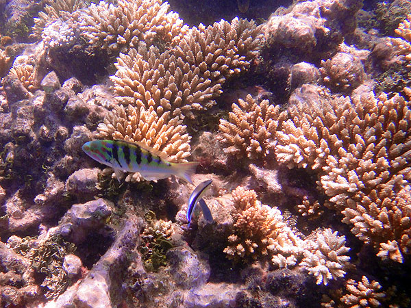 Six-banded Wrasse seen snorkelling