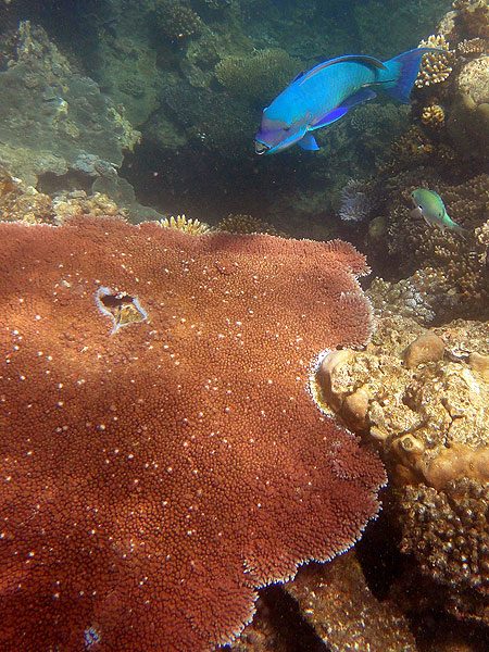 Parrotfish and coral gardens