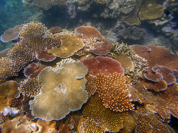 Coral gardens just off Marine World pontoon