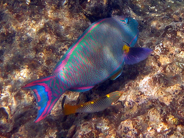Bicolour Parrotfish seen snorkelling