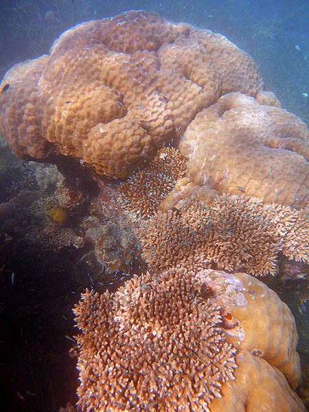 Large boulder corals with lots of fish