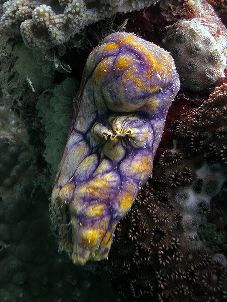Sea squirts seen diving with Reef Magic
