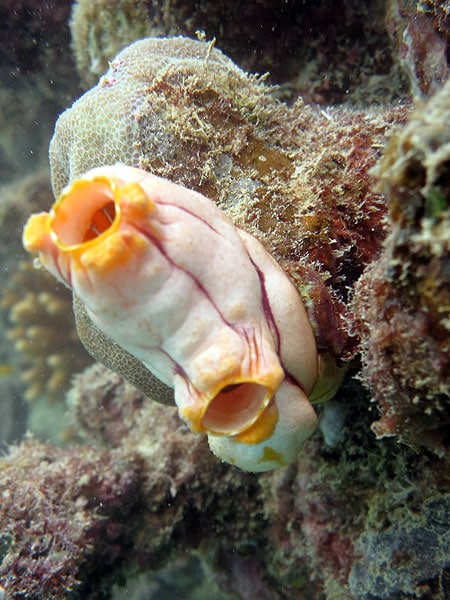 Sea Squirt on Moore Reef