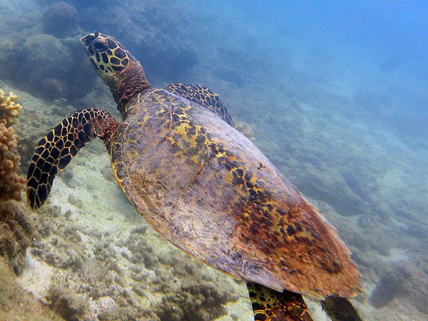 Hawkesbill Turtle at Moore Reef