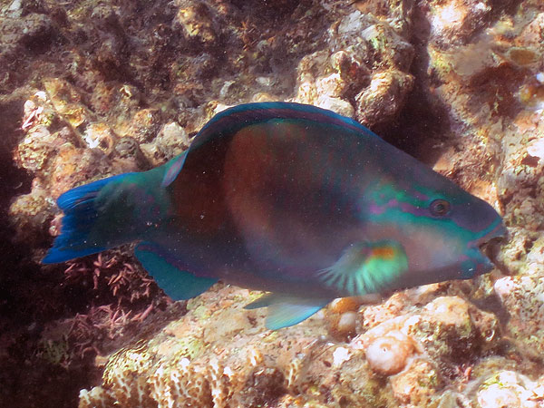 Bullethead Parrotfish at Moore Reef