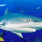 Grey Whaler Reef Shark