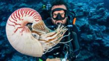 Nautilidae and Scuba Diver