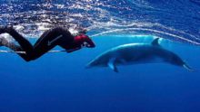 Snorkeling with Minke Whales.