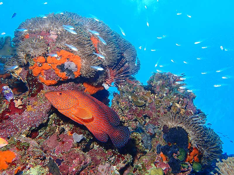 Coral Trout Reef Fish with Lion Fish