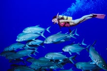 Coral-_Sea_Trevally_and_Diver_1000x650px