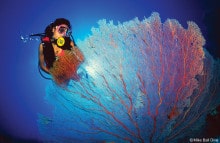 Coral_Sea_Diving_Australia_Girl_Fan_1000x650px