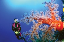 Coral_Sea_Soft_Coral_Diver_1000x650px
