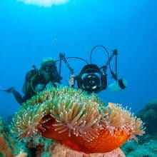 Diver-Anemonefish