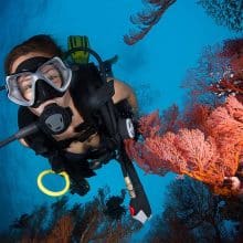 Scuba Diver with Red Sea fan