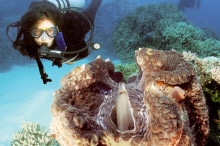 Great_Barrier_Reef_Clam_Diver_1000x650px