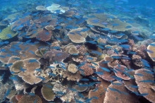 Great_Barrier_Reef_Coral_Gardens_1000x650px