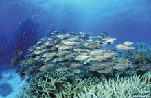 Great_Barrier_Reef_Coral_and_Fish_Life_1000x650px