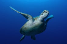 Great_Barrier_Reef_Green_Turtle_1000x650px