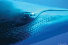 Great_Barrier_Reef_Minke_Whale_Eye_1000x650px