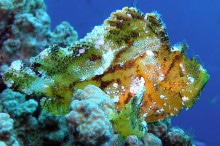 Ribbon_Reefs_Leafy_Scorpionfish_1000x650px