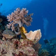 Scuba Diver & Soft Corals