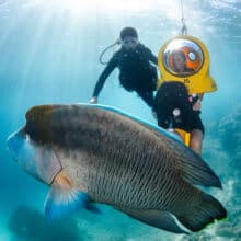 Scuba Doo and Giant Mauri Wrasse Fish