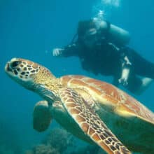 Sea Turtle with Scuba Divers