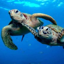 Two Sea Turtles Swimming