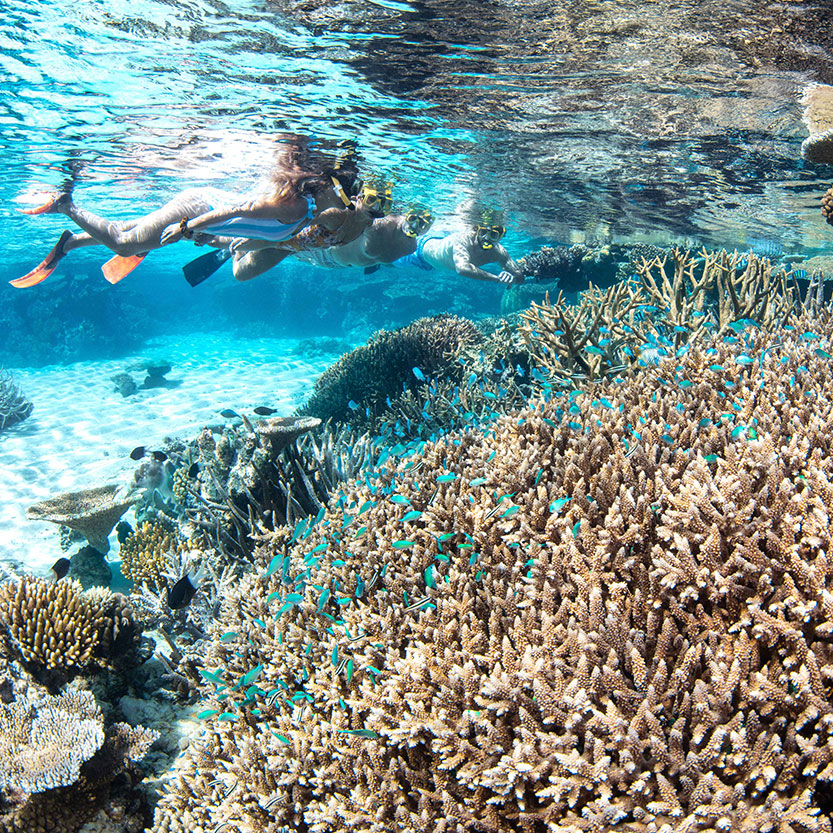 Silverswift - Quicksilver Cairns Great Barrier Reef Day Tour