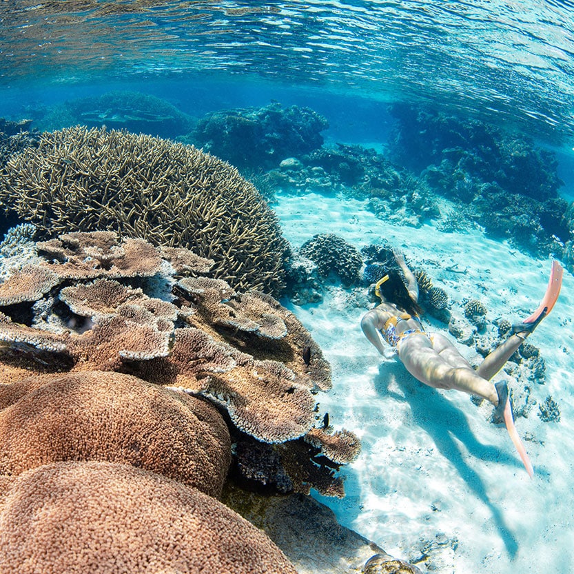 Silverswift - Quicksilver Cairns Great Barrier Reef Day Tour