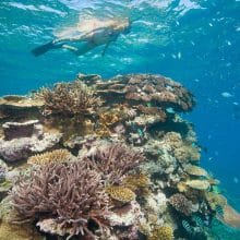 Snorkeling Beautiful Coral