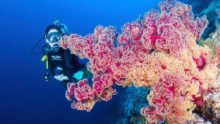 Beautiful Soft Coral and Scuba Diver.