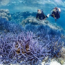 Bright purple blue Staghorn Coral with Scuba Divers.