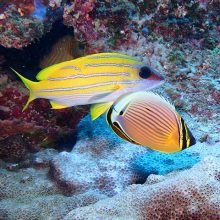 Bright Colorful Reef Fish