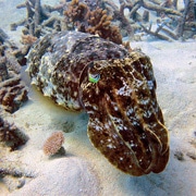 Cuttlefish Milln Reef
