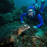 Diving With Turtle