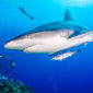 Sharks on the Coral Sea, near the Great Barrier Reef