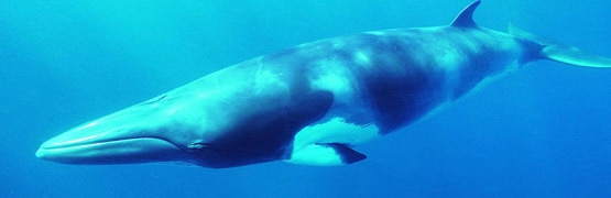 Dwarf Minke Whale Expeditions