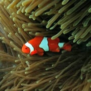 Nemo at Michealmas Cay Nemo at Michealmas Cay