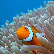 Nemo always friendly