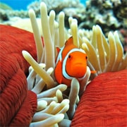 Nemo Nemo