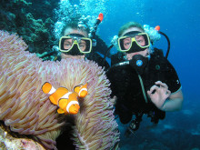 Diving At The Reef
