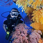 Colourful Corals Colourful Corals