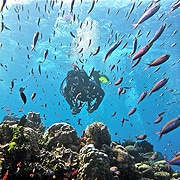 Ribbon Reefs