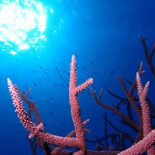 Staghorn Coral and Reef Fish