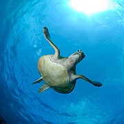 Dive with Turtles