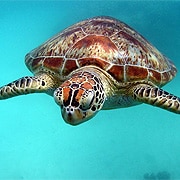 Turtle at Upulo Cay