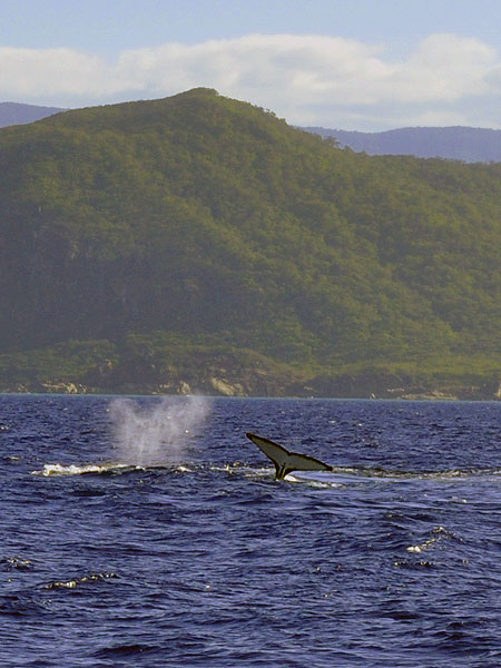 Humpback Whales on Cairns Great Barrier Reef