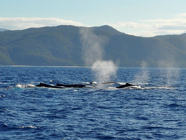 A family of Humpback Whales
